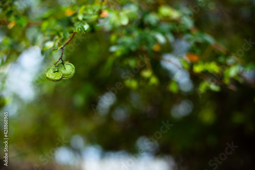 rain drops on a tree