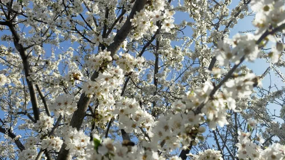 The camera moves through the crown of a blossoming tree The camera moves through the crown of a blossoming tree