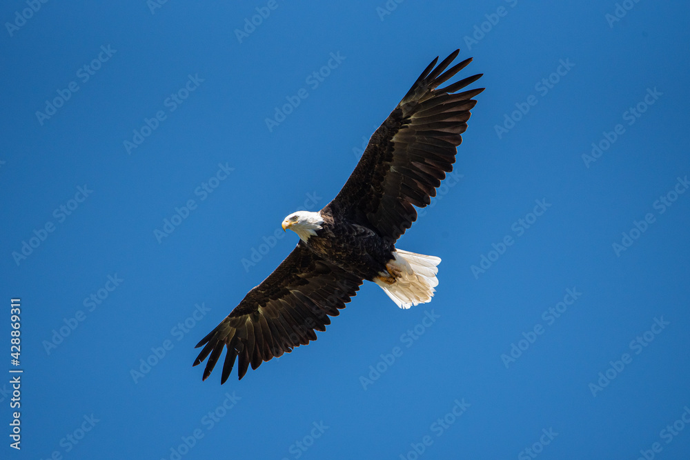 A bald eagle soaring through a bold blue sky A bald eagle soaring through a bold blue sky