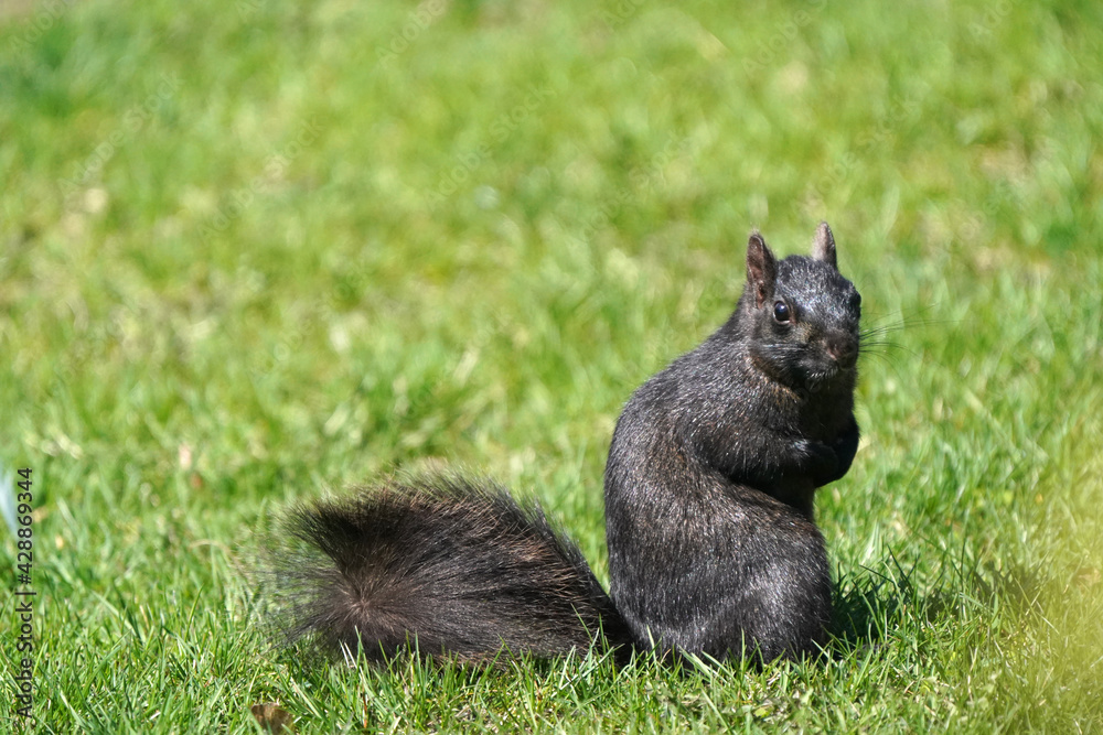 Black shiny squirrel shedding and shabby looking in spring sun on back yard in fresh spring grass
Black shiny squirrel shedding and shabby looking in spring sun on back yard in fresh spring grass