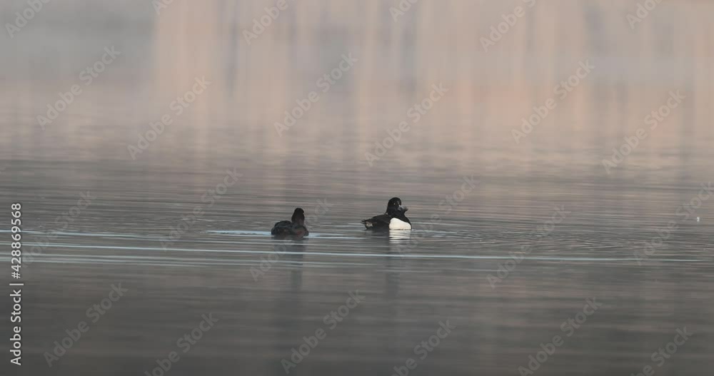 couple de fuligule morillon (Aythya fuligula) se nettoyant le plumage
