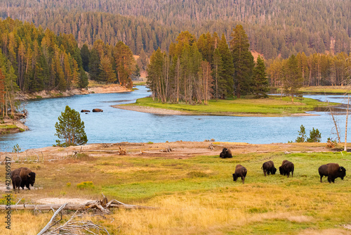 Bison out on the golden landscape in Yellowstone National Park