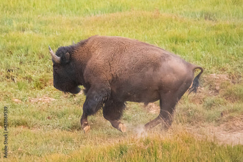 Bison running through a field