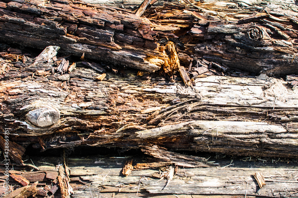 Old cracked dry brown rotten logs. Structure of wood rotted to splinters. Background. Old cracked dry brown rotten logs. Structure of wood rotted to splinters. Background.