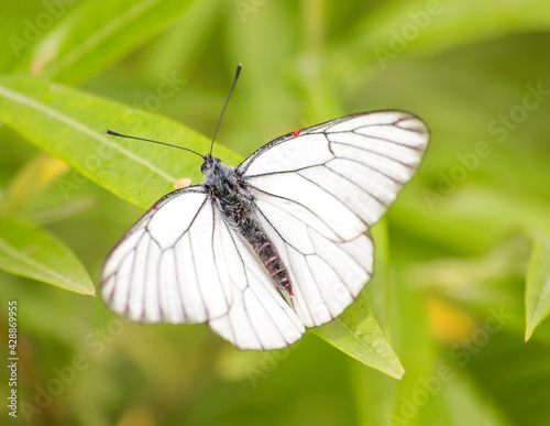white butterfly sits on a green leaf