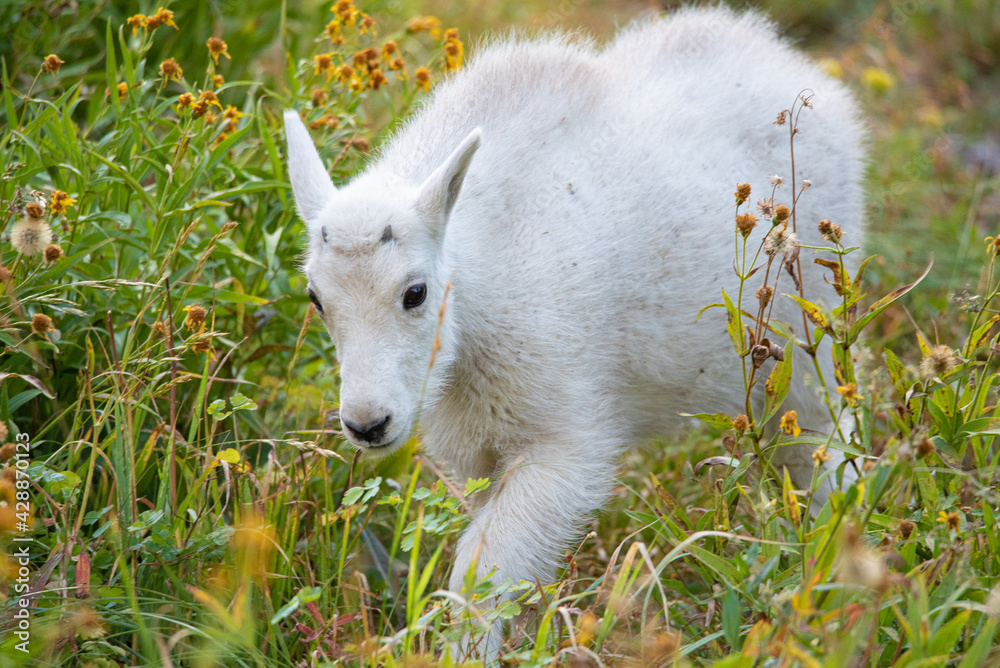 a wild mountain goat walking through a meadow