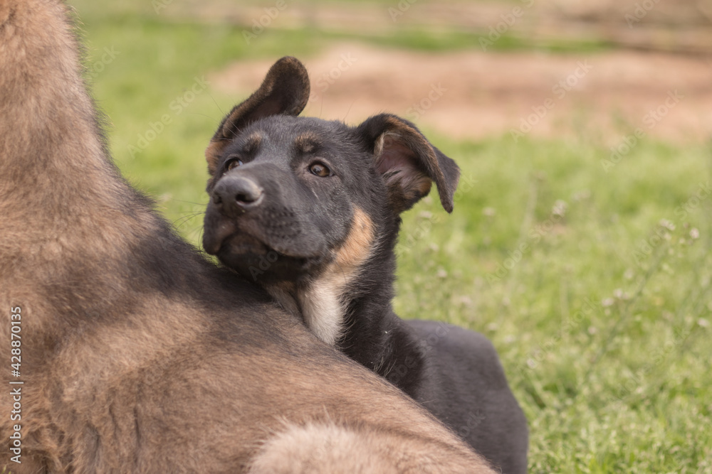 Black German Shepherd puppy playing in the grass in a country house Black German Shepherd puppy playing in the grass in a country house