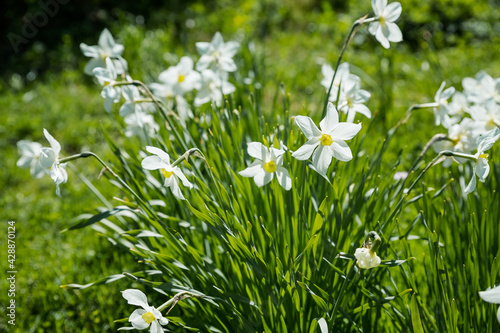 Daffodil in a spring garden.Narcissus flowers on a blurry background on a sunny day. Blooming white daffodils. The first spring flowers.beautiful narcissus flowers growing at Easter
