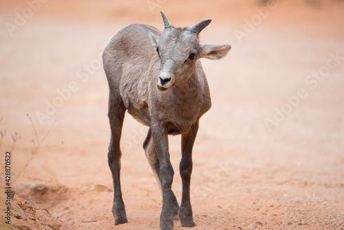 baby big horn sheep in the Utah desert