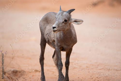 A cute baby big horn sheep in the desert