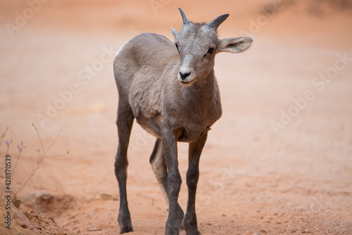 A cute baby big horn sheep in the desert