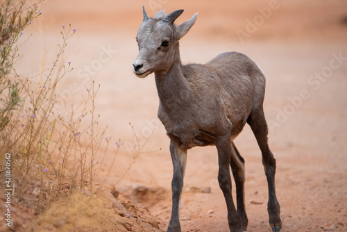 A cute baby big horn sheep in the desert