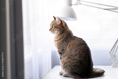 Wallpaper Mural Tabby cat sitting on a table under a lamp and looks out the window. Torontodigital.ca