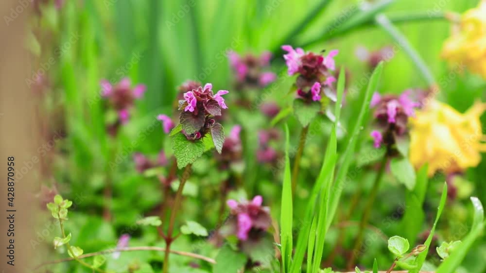 Lamium purpureum flowers in early spring with green grass Lamium purpureum flowers in early spring with green grass
