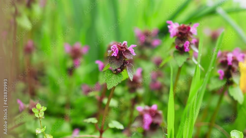 Lamium purpureum flowers in early spring with green grass Lamium purpureum flowers in early spring with green grass
