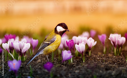 bird tit walks among the beautiful snowdrops crocuses in the spring sunny park
