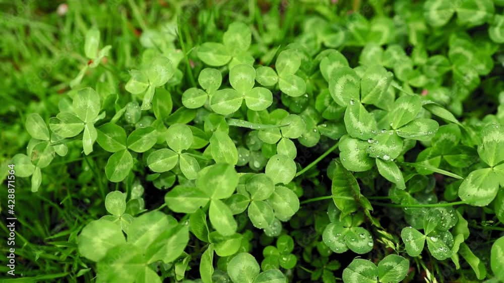 Clovers in the morning with water drops during early spring Clovers in the morning with water drops during early spring