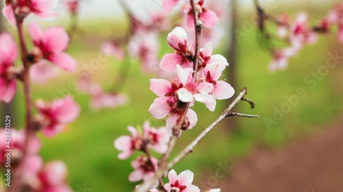 Wallpaper Mural Peach flowers with water drops in spring season Torontodigital.ca