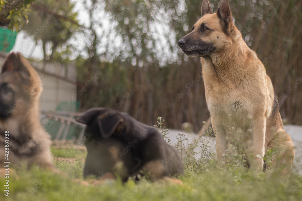 Pair of German Shepherd puppies playing with their mother side by side on the lawn of a country house Pair of German Shepherd puppies playing with their mother side by side on the lawn of a country house
