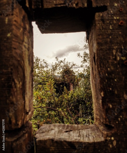window in the forest