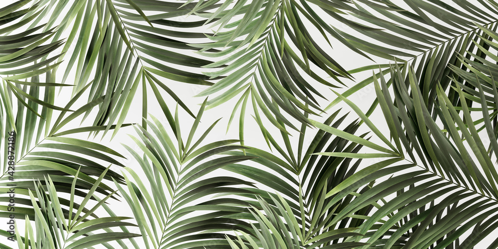 Green palm leaves on white abstract summer background 3D Rendering, 3D Illustration