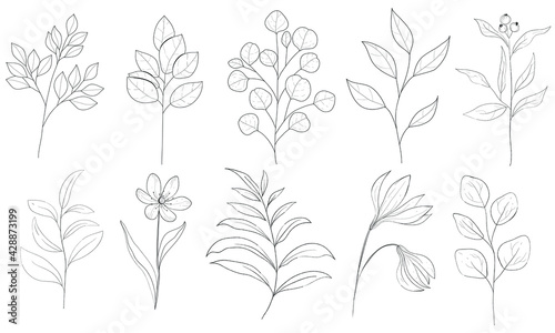Botanical illustration. Vector illustration of plants. Black and white plants and leaves. Set