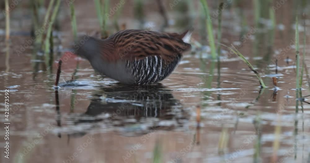 râle d'eau (Rallus aquaticus) cherchant de la nourriture en gros plan râle d'eau (Rallus aquaticus) cherchant de la nourriture en gros plan