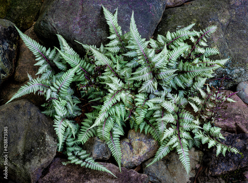 Japanese painted fern (Athyrium niponicum) in rock garden in Virginia in spring. photo
