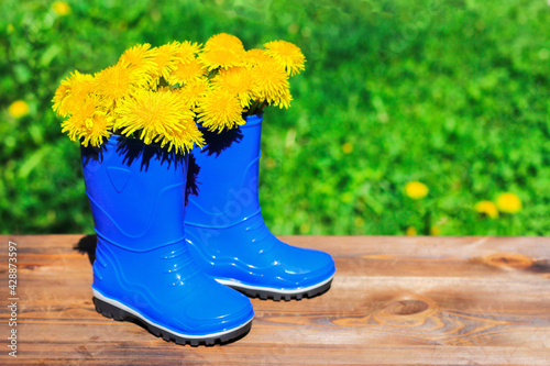 blue children boots with dandelions on the background of green grass and a blooming meadow. the concept of childhood
