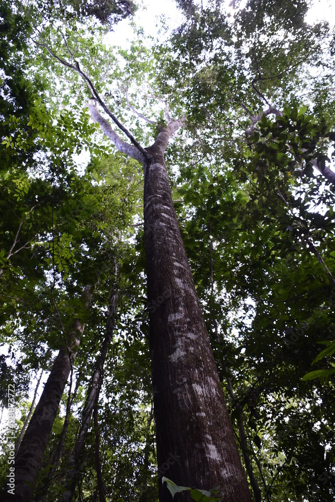 Fototapeta premium Árvore na floresta Amazônica 