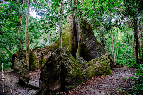 Raiz gigante de uma   rvore de Suma  ma chamada de Muralha pelos moradores da Amaz  nia. 