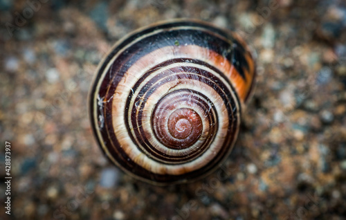 Snail shell closeup, brown and white