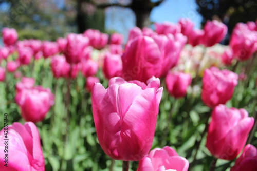 pink tulips in the garden