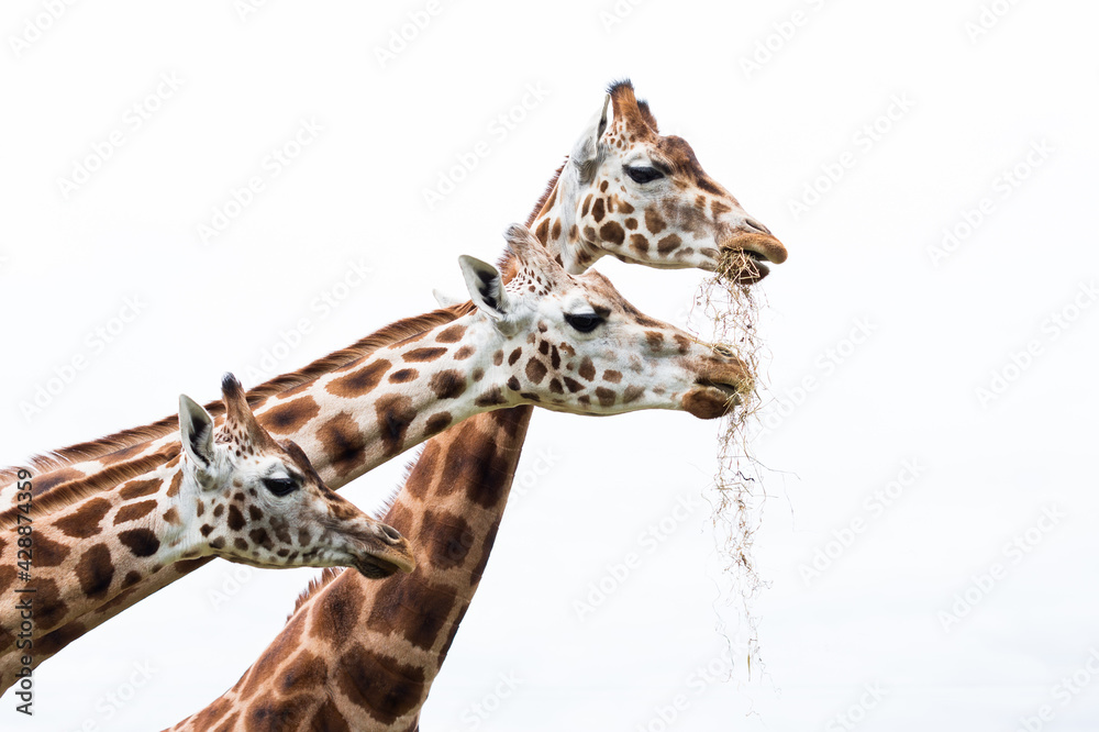Obraz premium three giraffes closeup 
