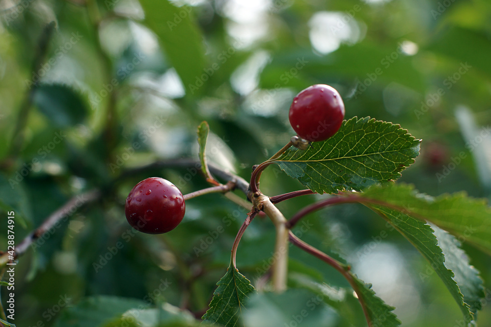 Small cherries are ripe in the summer on the tree Small cherries are ripe in the summer on the tree