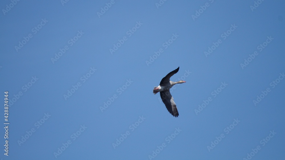 Obraz premium seagull in flight