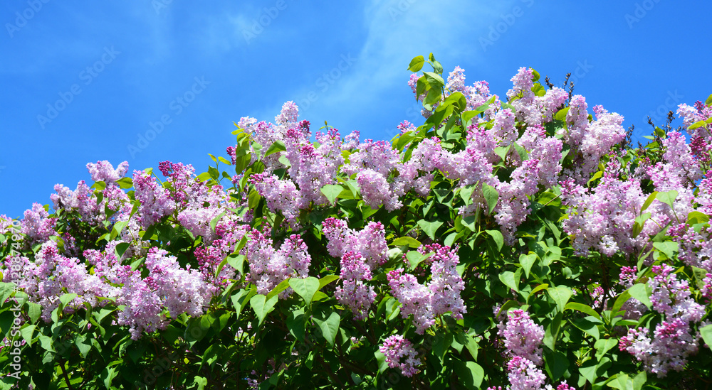 A beautiful blooming syringa vulgaris, common lilac bush with pink, lavender lush flower panicles against the blue sky. Maiden's Blush Syringa, lilac with pale pink flowers. A beautiful blooming syringa vulgaris, common lilac bush with pink, lavender lush flower panicles against the blue sky. Maiden's Blush Syringa, lilac with pale pink flowers.