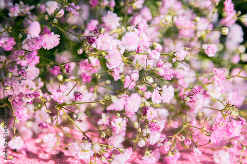 A bouquet of gypsophila on a pink background © Наталья Маяк