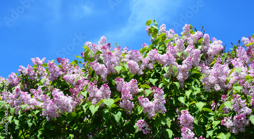 A beautiful blooming syringa vulgaris  common lilac bush with pink  lavender lush flower panicles against the blue sky. Maiden s Blush Syringa  lilac with pale pink flowers.