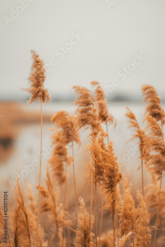 Reed close-up with blurred background