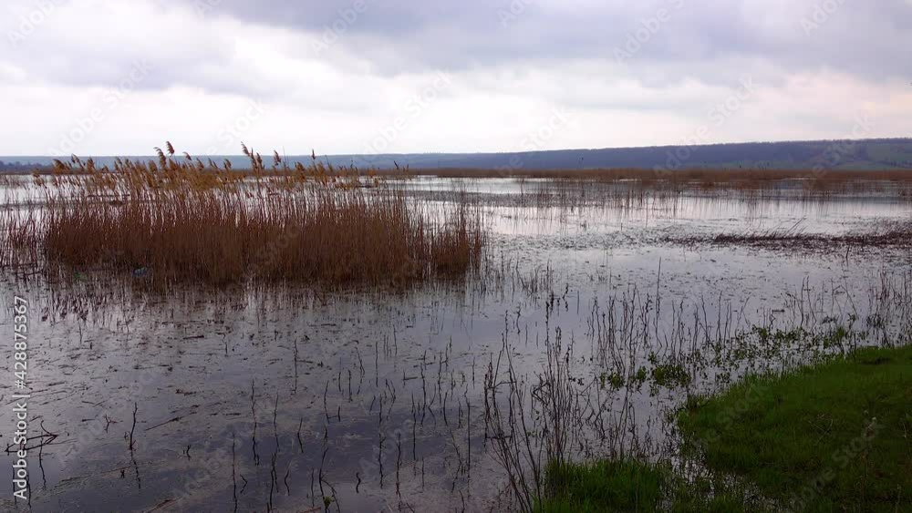 Floodplains and swamp with nesting birds in the upper reaches of the Tiligul estuary, Ukraine Floodplains and swamp with nesting birds in the upper reaches of the Tiligul estuary, Ukraine