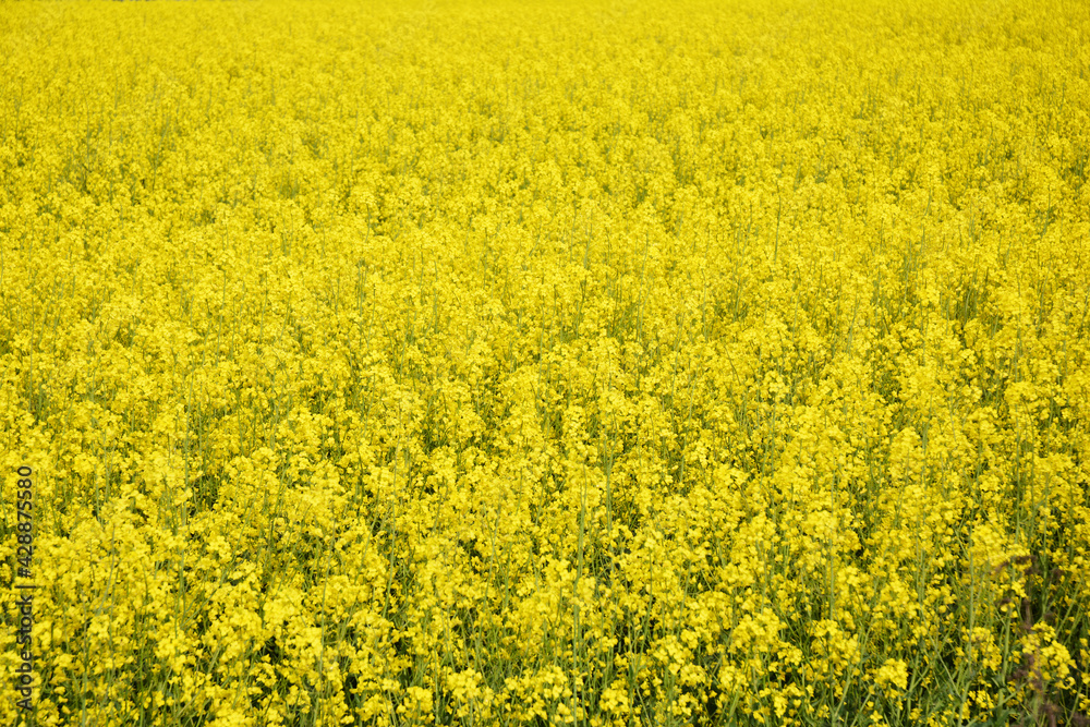 An agricultural field of yellow blooming rapeseed, brassica napus plants. Yellow blooming rapeseed flowers background.