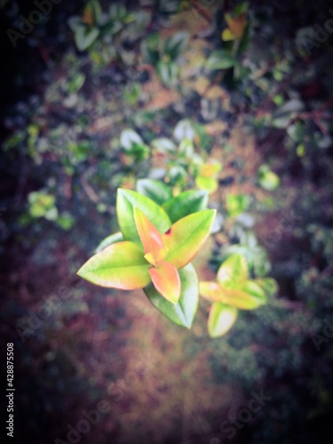 lily of the valley