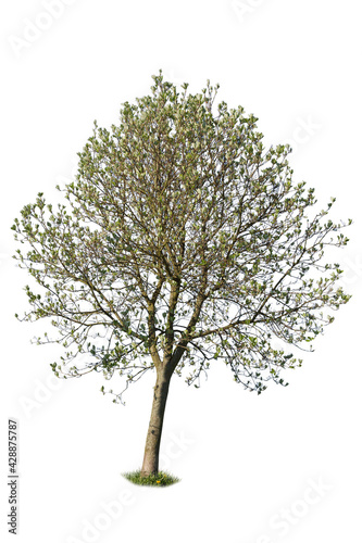 Elaeagnus angustifolia, commonly called Russian olive, isolated on white background. photo