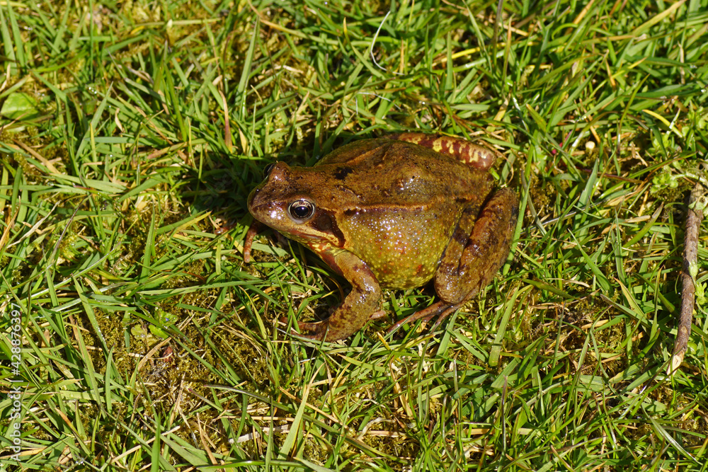 Common frog (Rana temporaria). Family true frogs (Ranidae). On the lawn in a Dutch garden in the spring. April, Netherlands. Common frog (Rana temporaria). Family true frogs (Ranidae). On the lawn in a Dutch garden in the spring. April, Netherlands.