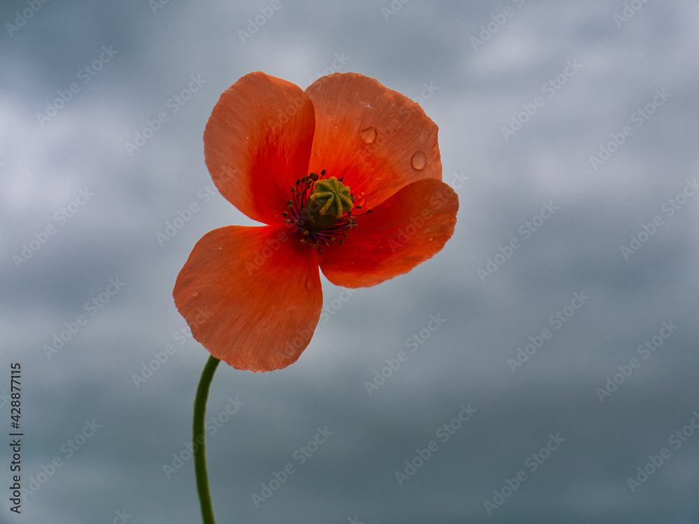 Obraz premium Klatschmohnblüte