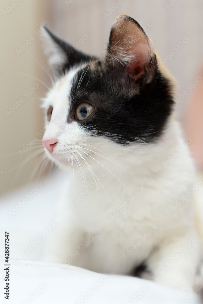 Very cute fluffy tricolor kitten