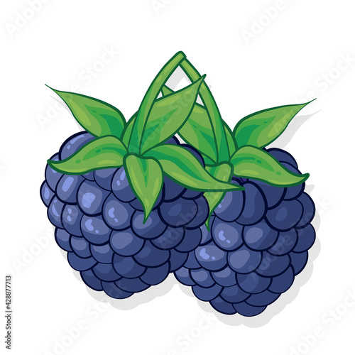 Blackberry sweet fruit illustration for web isolated on white background
