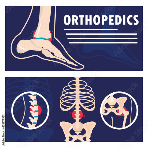 orthopedics human anatomy