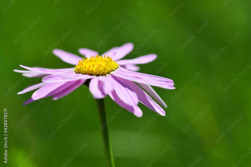 Spring bloom is the best time of the year Spring bloom is the best time of the year